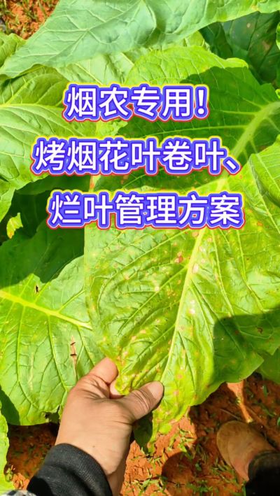 烟叶种植想高产，记住一防、二控、三巩固！