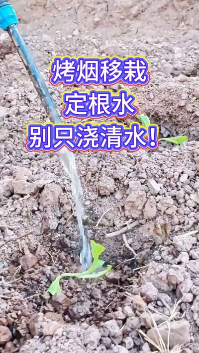 烤烟移栽别只浇清水！定根水这么配，烟苗缓苗快、扎根稳，重茬地也能壮苗，后期长势看得见～