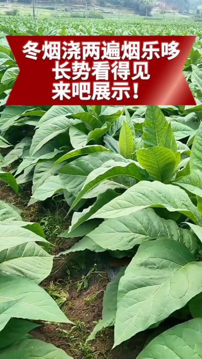 冬烟浇两遍烟乐哆生根套餐
根系壮、长势旺
好烟都是管出来的
实拍效果看得见，欢迎烟农朋友交流经验