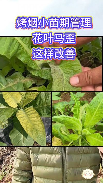 烤烟小苗期管理，花叶马歪问题这样改善